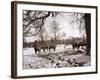 Cattle Pictured in the Snow at Shenley, Hertfordshire, January 1935-null-Framed Photographic Print