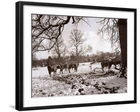 Cattle Pictured in the Snow at Shenley, Hertfordshire, January 1935-null-Framed Photographic Print