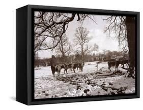 Cattle Pictured in the Snow at Shenley, Hertfordshire, January 1935-null-Framed Stretched Canvas