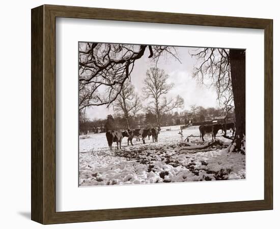 Cattle Pictured in the Snow at Shenley, Hertfordshire, January 1935-null-Framed Photographic Print