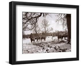 Cattle Pictured in the Snow at Shenley, Hertfordshire, January 1935-null-Framed Photographic Print