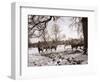 Cattle Pictured in the Snow at Shenley, Hertfordshire, January 1935-null-Framed Photographic Print