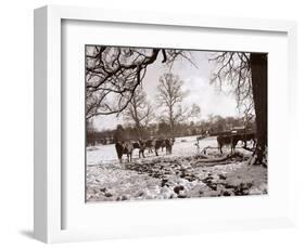 Cattle Pictured in the Snow at Shenley, Hertfordshire, January 1935-null-Framed Photographic Print