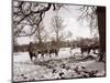 Cattle Pictured in the Snow at Shenley, Hertfordshire, January 1935-null-Mounted Photographic Print
