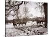 Cattle Pictured in the Snow at Shenley, Hertfordshire, January 1935-null-Stretched Canvas