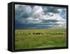 Cattle Ranching, N3 Highway, South Africa, Africa-Alain Evrard-Framed Stretched Canvas