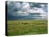 Cattle Ranching, N3 Highway, South Africa, Africa-Alain Evrard-Stretched Canvas