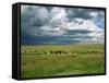 Cattle Ranching, N3 Highway, South Africa, Africa-Alain Evrard-Framed Stretched Canvas