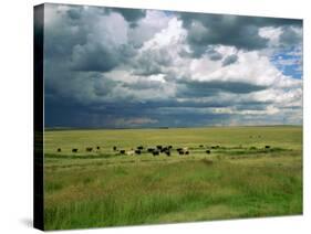 Cattle Ranching, N3 Highway, South Africa, Africa-Alain Evrard-Stretched Canvas