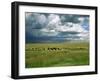 Cattle Ranching, N3 Highway, South Africa, Africa-Alain Evrard-Framed Photographic Print