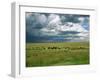 Cattle Ranching, N3 Highway, South Africa, Africa-Alain Evrard-Framed Photographic Print