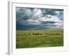 Cattle Ranching, N3 Highway, South Africa, Africa-Alain Evrard-Framed Photographic Print