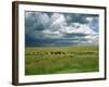 Cattle Ranching, N3 Highway, South Africa, Africa-Alain Evrard-Framed Photographic Print