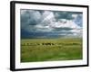 Cattle Ranching, N3 Highway, South Africa, Africa-Alain Evrard-Framed Photographic Print