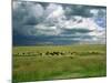 Cattle Ranching, N3 Highway, South Africa, Africa-Alain Evrard-Mounted Photographic Print