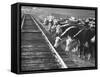 Cattle Round Up For Drive from South Dakota to Nebraska-Grey Villet-Framed Stretched Canvas