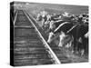 Cattle Round Up For Drive from South Dakota to Nebraska-Grey Villet-Stretched Canvas