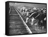 Cattle Round Up For Drive from South Dakota to Nebraska-Grey Villet-Framed Stretched Canvas