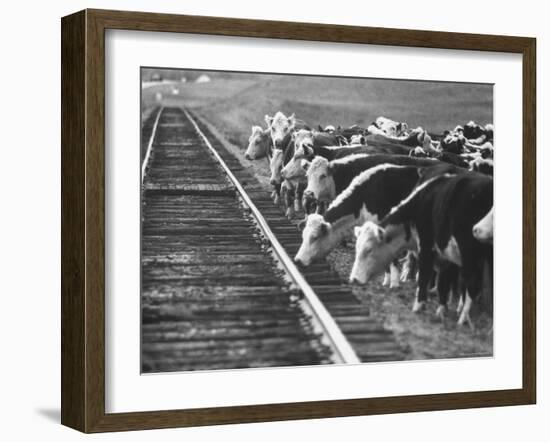Cattle Round Up For Drive from South Dakota to Nebraska-Grey Villet-Framed Photographic Print
