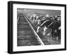 Cattle Round Up For Drive from South Dakota to Nebraska-Grey Villet-Framed Photographic Print