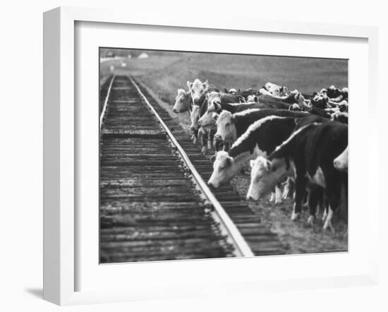 Cattle Round Up For Drive from South Dakota to Nebraska-Grey Villet-Framed Photographic Print