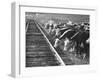 Cattle Round Up For Drive from South Dakota to Nebraska-Grey Villet-Framed Photographic Print