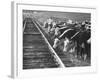 Cattle Round Up For Drive from South Dakota to Nebraska-Grey Villet-Framed Photographic Print