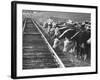 Cattle Round Up For Drive from South Dakota to Nebraska-Grey Villet-Framed Photographic Print