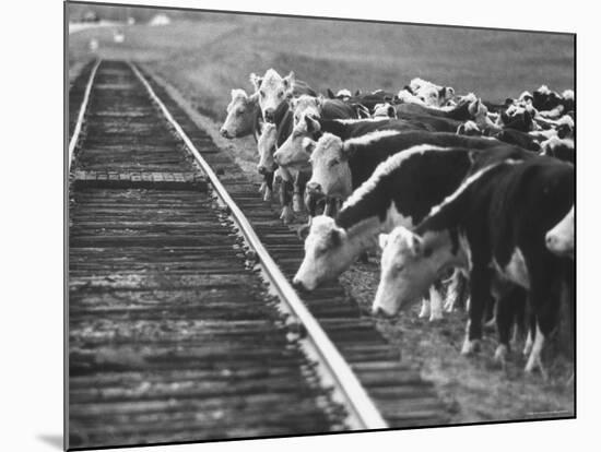 Cattle Round Up For Drive from South Dakota to Nebraska-Grey Villet-Mounted Photographic Print