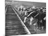 Cattle Round Up For Drive from South Dakota to Nebraska-Grey Villet-Mounted Photographic Print