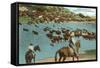 Cattle Round-Up, Montana-null-Framed Stretched Canvas