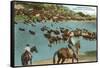 Cattle Round-Up, Montana-null-Framed Stretched Canvas