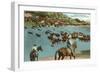 Cattle Round-Up, Montana-null-Framed Art Print