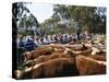 Cattle Sale in Victorian Alps, Victoria, Australia-Claire Leimbach-Stretched Canvas