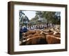 Cattle Sale in Victorian Alps, Victoria, Australia-Claire Leimbach-Framed Photographic Print