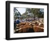 Cattle Sale in Victorian Alps, Victoria, Australia-Claire Leimbach-Framed Photographic Print