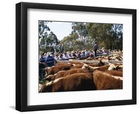 Cattle Sale in Victorian Alps, Victoria, Australia-Claire Leimbach-Framed Photographic Print