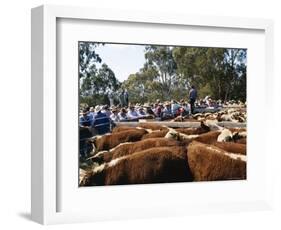 Cattle Sale in Victorian Alps, Victoria, Australia-Claire Leimbach-Framed Photographic Print