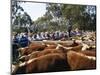 Cattle Sale in Victorian Alps, Victoria, Australia-Claire Leimbach-Mounted Photographic Print