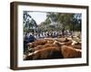 Cattle Sale in Victorian Alps, Victoria, Australia-Claire Leimbach-Framed Photographic Print