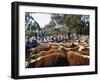 Cattle Sale in Victorian Alps, Victoria, Australia-Claire Leimbach-Framed Photographic Print