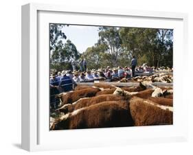 Cattle Sale in Victorian Alps, Victoria, Australia-Claire Leimbach-Framed Photographic Print