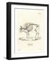 Cattle Skeleton-null-Framed Giclee Print