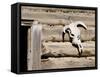 Cattle Skull on Cabin near Salmon, Idaho, USA-Chuck Haney-Framed Stretched Canvas