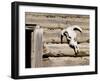 Cattle Skull on Cabin near Salmon, Idaho, USA-Chuck Haney-Framed Photographic Print