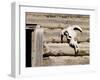 Cattle Skull on Cabin near Salmon, Idaho, USA-Chuck Haney-Framed Photographic Print