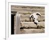 Cattle Skull on Cabin near Salmon, Idaho, USA-Chuck Haney-Framed Photographic Print