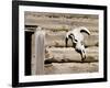 Cattle Skull on Cabin near Salmon, Idaho, USA-Chuck Haney-Framed Photographic Print