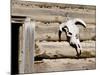 Cattle Skull on Cabin near Salmon, Idaho, USA-Chuck Haney-Mounted Photographic Print