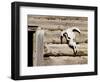 Cattle Skull on Cabin near Salmon, Idaho, USA-Chuck Haney-Framed Photographic Print